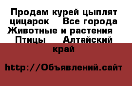 Продам курей цыплят,цицарок. - Все города Животные и растения » Птицы   . Алтайский край